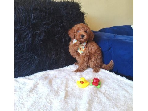 Yakışıklı poodle prens