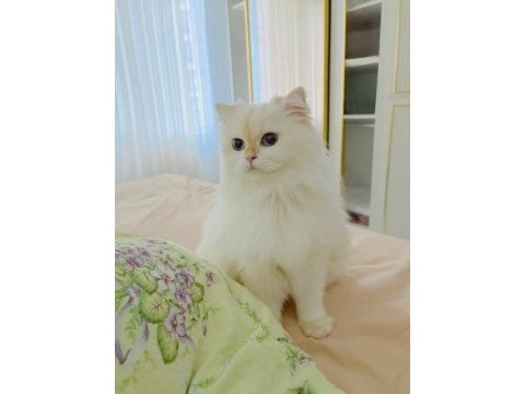 Golden point british longhair