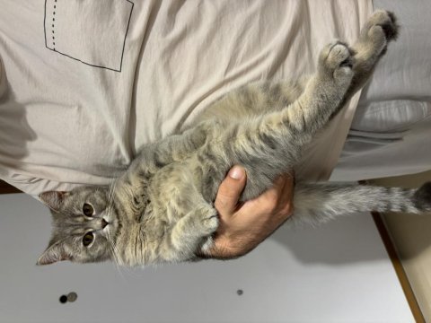 British shorthair kedimize eşleştirmek için erkek arıyoruz