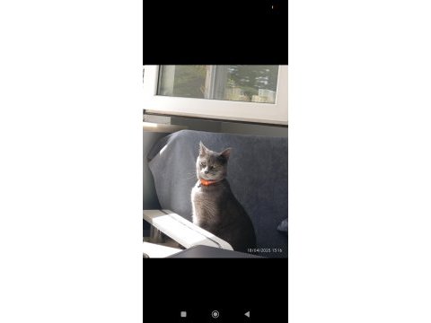 Russian blue 1.5 yaşında dişi