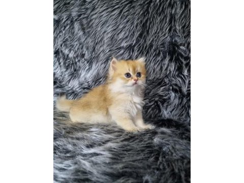 British longhair ev üretimi özel yavrular