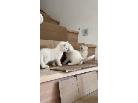 3 dişi 1 erkek british shorthair