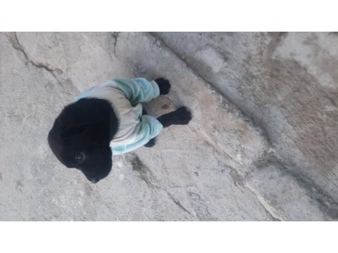 2 buçuk aylık cane corso