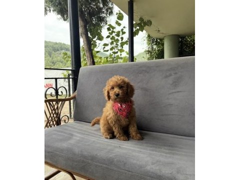 Özel ırk toy poodle | ruhsatlı çiftlik