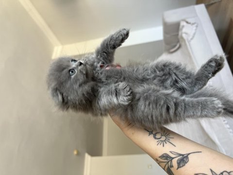 Scottish fold kedimiz için acil ilandır