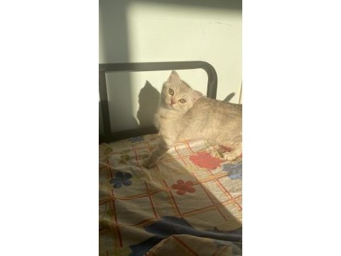 Scottish fold açık gri yavrumuz yeni yuvasını arıyor