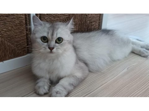 British longhair kızımıza yeni yuva