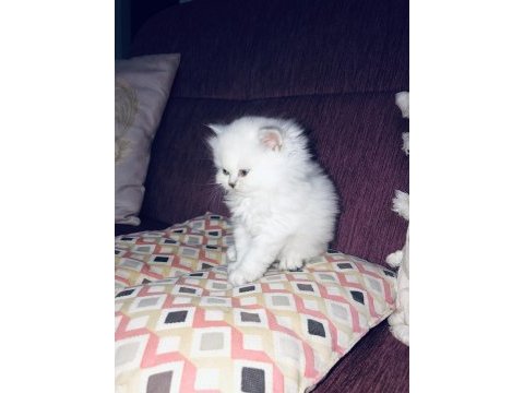 Scottish fold ve british