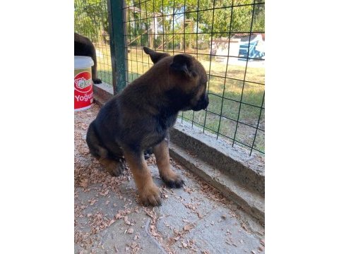 3 dişi 1 erkek belçika malinois yavrular