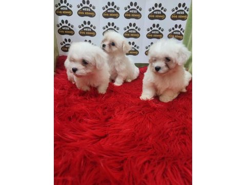 Kartopu gibi maltese terrier dişi ve erkek yavrularımız