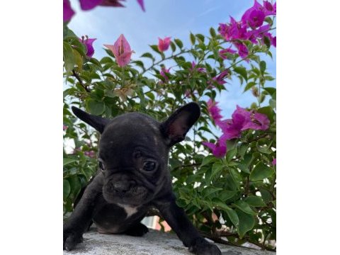 Uygun puanlı french bulldog