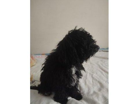 Toy poodle köpeğimiz ücretlidir