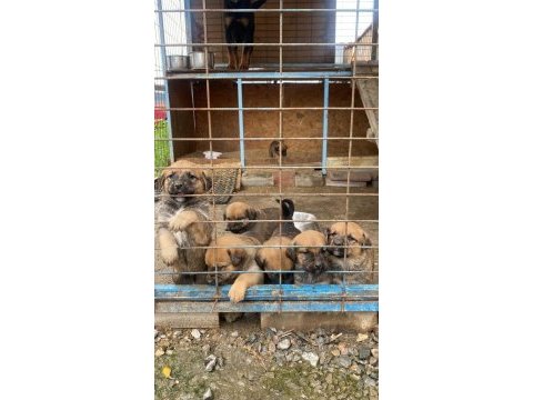 Rottweiler can dostlara sıcak yuva