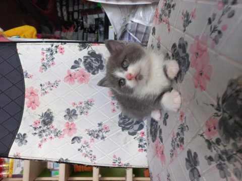 British shorthair yavrular