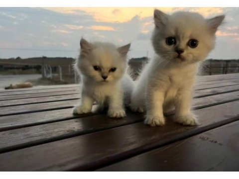 Lynx british shorthair yavrularımız