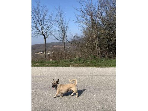 Ücretsiz sahiplendirme köpeğimiz