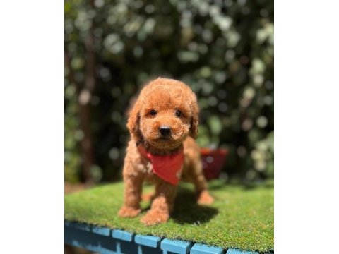 Show kalite toy poodle köpeği