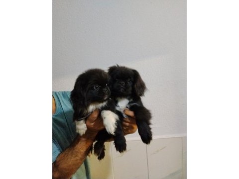 Zeytin gözlü pekinez yavrular