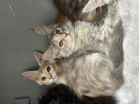 Renk güzelleri maine coon