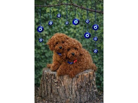 İnanılmaz güzellikte gerçek toy poodle yavrular