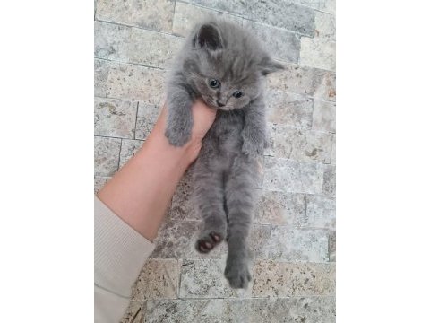 British shorthair ve longhair bebekler