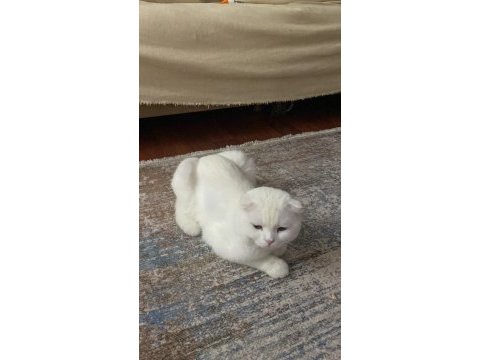 A kalite pamuk scottish fold oğlumuz