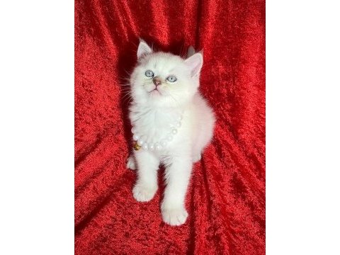 Uysal british shorthair bebekler