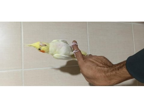 3 adet el besleme lutino sultan papağanı kardeşler