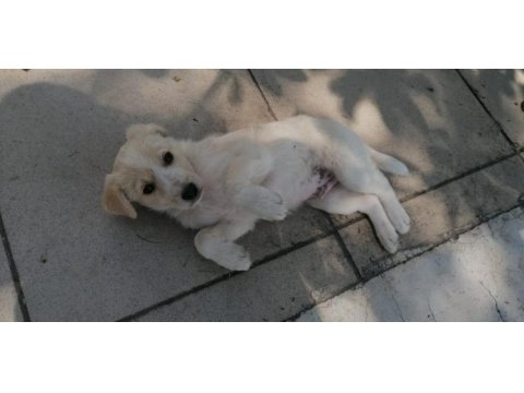 İngiliz çoban köpeği yavruları