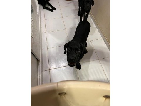 Şecereli cane corso iki buçuk aylık yavrularım