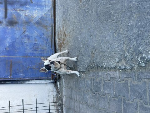 Fransız buldog dişi