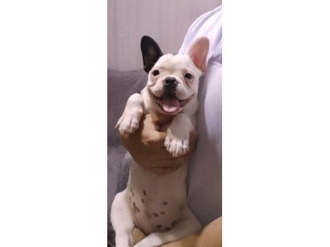 4 aylık aşılı french bulldog yavrumuz