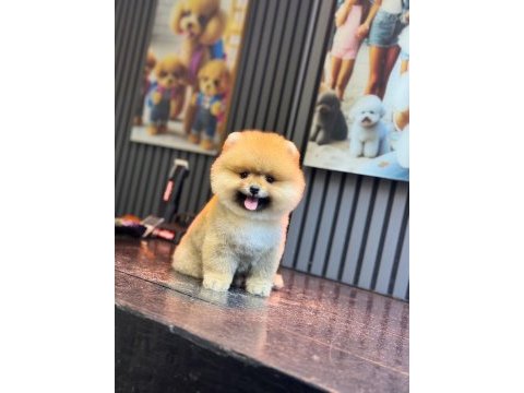 Pomeranian boo köpekler