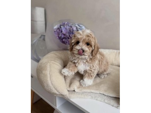 Lokum bebek maltipoo
