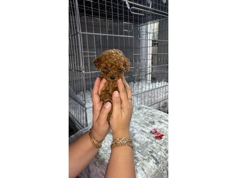 Micro kore teacup poodle