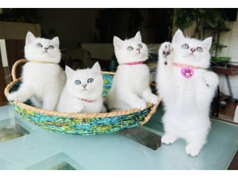 Güzeller güzeli british shorthair yavrularımız 