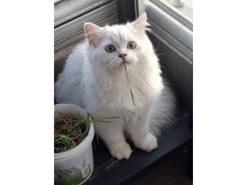 British longhair yavru kediler