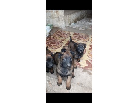 Belçika malinois iyisini büyütmek isteyenlere