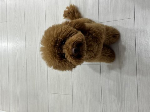 Dişi poodle köpeğimiz