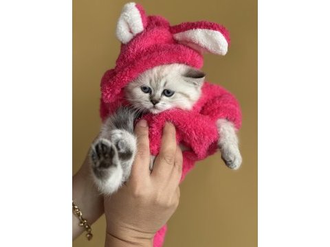 British shorthair kedilerim