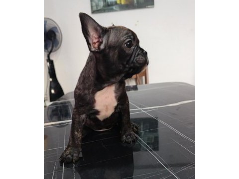 A kalite şecereli yavru french bulldog