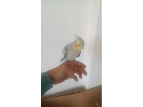 1 çift tamamen evcil sultan papağanları