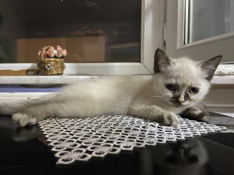 British shorthair blue point
