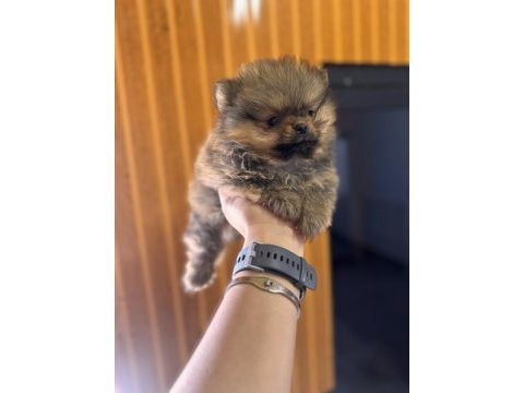 Safkan ayı surat pomeranian boo