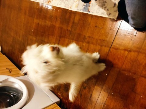 Maltipoo 4 aylık