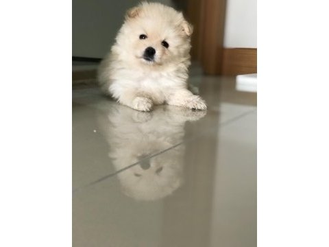 Yeni pomeranian yavrularımız, yeni yuvalarımız