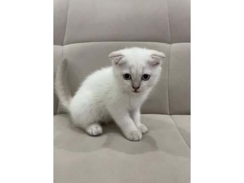 Aşılı safkan scottish fold