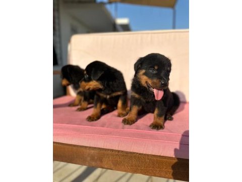 Rottweiler