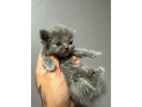 2 aylık british shorthair yavrularım