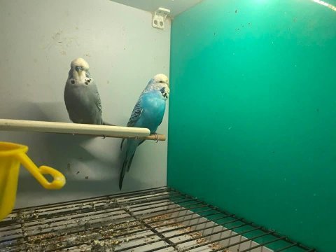 Jumbo yerli ve yavru muhabbet kuşu takımlar